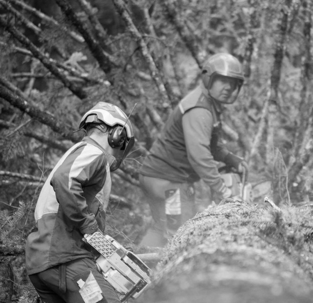 Travail forestier